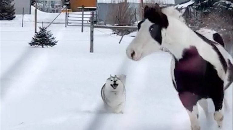 Family Delighted When Husky And Horse Play In Snow Together For First Time