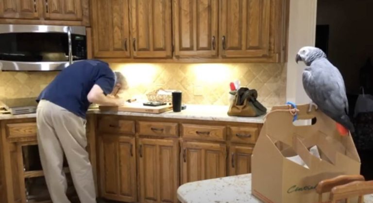 Parrot Has Sweetest Reaction After Owner Bumps His Head