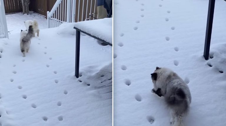 Ragdoll Cat Cleverly Follows Paw Prints In The Deep Snow