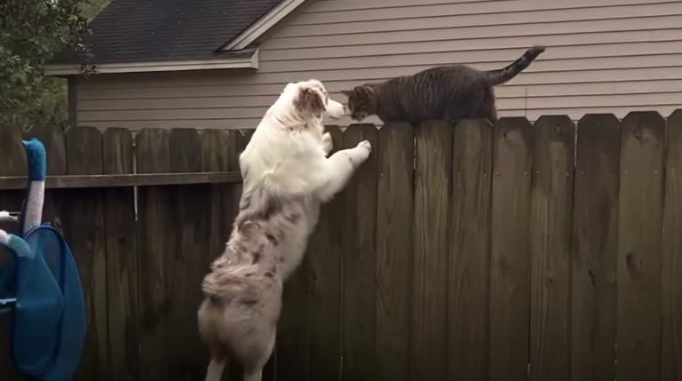 Stray Cat Follows Dog Home And Becomes Her Best Friend