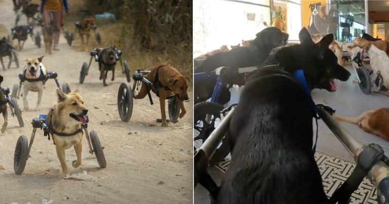 Rescue Dog With GoPro On His Wheelchair Shows Just How Exciting His Daily Run Is
