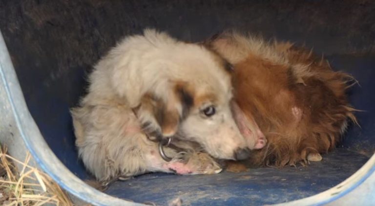 Elderly Dog Holds All Her Strength Inside To Survive Hellish Shelter