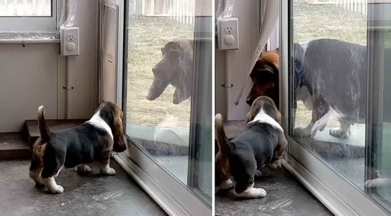basset hound shows pup how to use doggie door