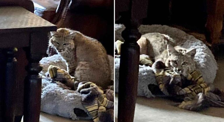 bobcat found in dog bed