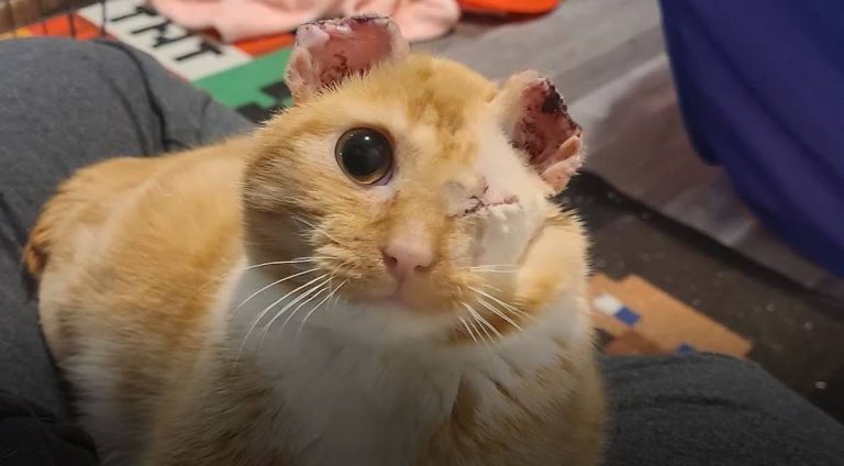 Cat Injured From Frostbite Was Looking For Someone To Love, Then He Met His Dad