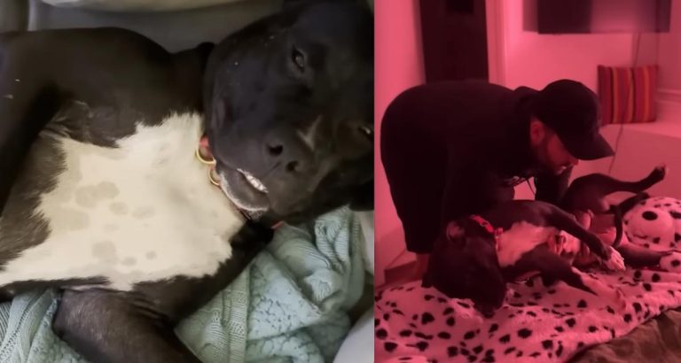 Mama Dog is So Tired Out By Her Puppies, Her Foster Dad Carries Her to Bed Every Night