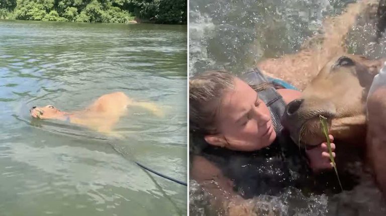 Friends Work Together to Rescue Cow Drowning in Deep Lake