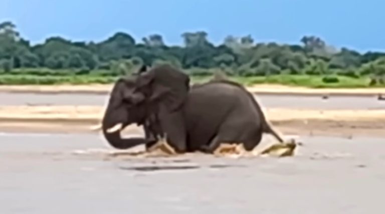 crocodile bites elephant tail