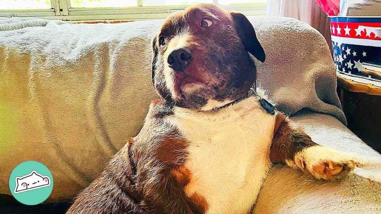 dog awkward around his girlfriend