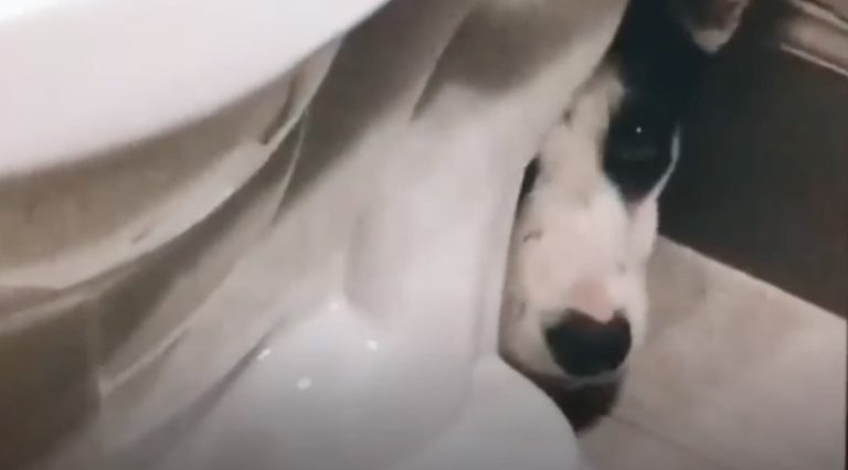 Rescue Dog Hides In Bathroom For Over A Week