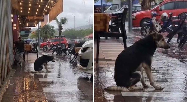 Video Of Heartbroken Dog Sitting In The Rain Helps Her Reunite With Family After 8 Months