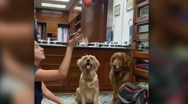 dogs react to ball trick
