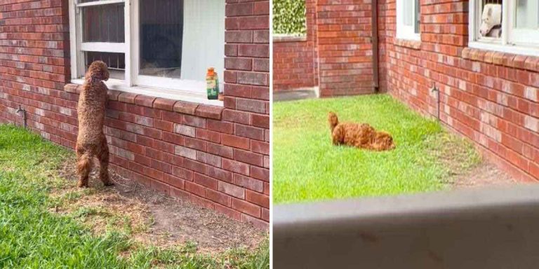 Dog Goes To Her Neighbor’s Window To Get Kisses From Her New Boyfriend