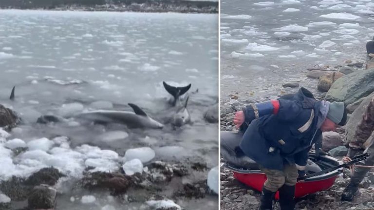 Community Rushes To Help Save Over 20 Dolphins Stuck In Ice