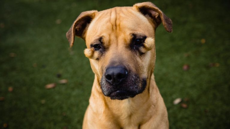 Overlooked Shelter Dog Called ‘Ugly’ Gets Surgery On Eyes and a Home
