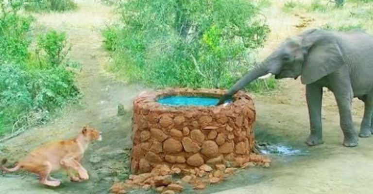 Young Elephant Sprays Water At Lion After Being Surprised At Well