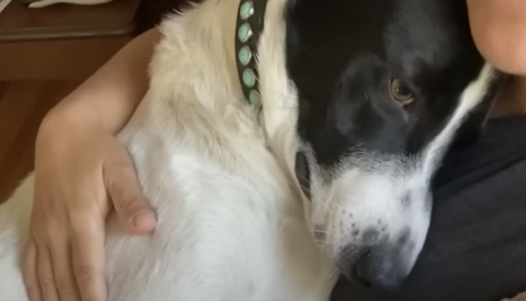 Grieving Dog Falls Into Depression Until His Mom Introduces Him To His New Brother