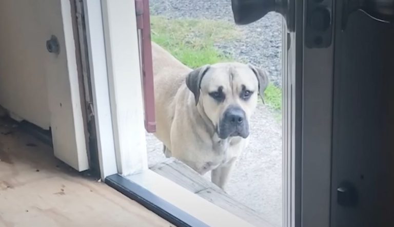 stray dog shows up at office