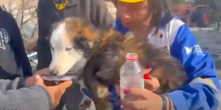 Husky Miraculously Pulled From The Rubble 22 Days After Turkey’s Earthquakes