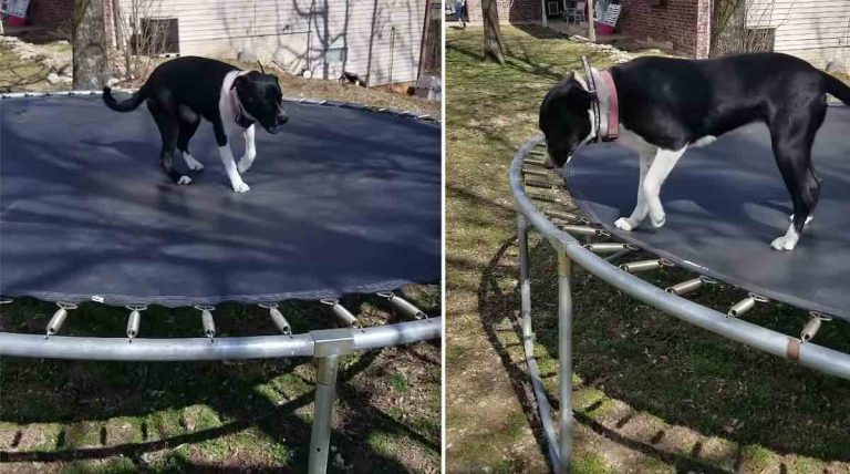 Clever Dog On Trampoline Knows To Expect Static Shock