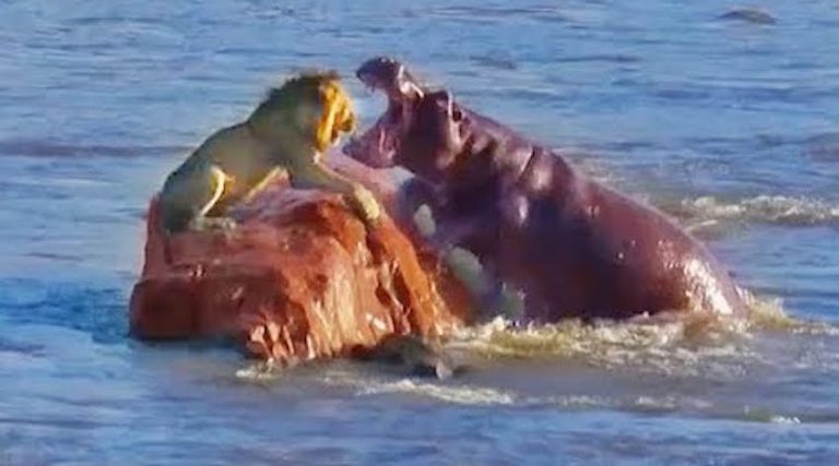 Stranded Lion Surrounded By Hippos Learns He’s Not Welcome In Their River