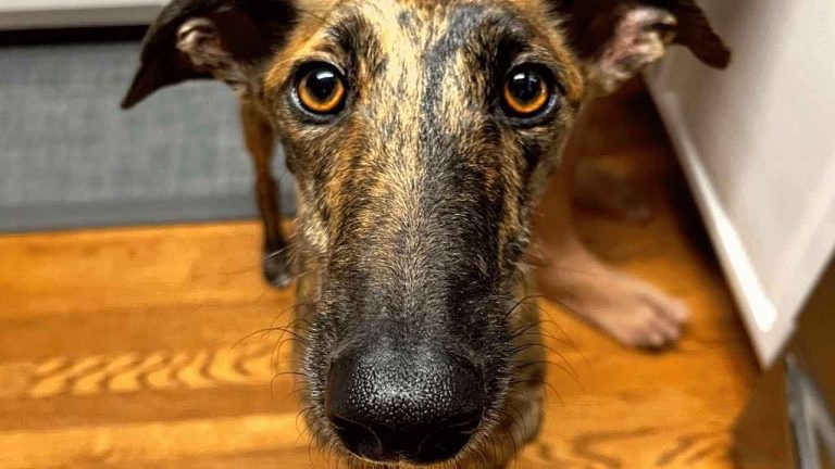 Street Dog Hugs His New Parents The Second He Steps Inside His New Home