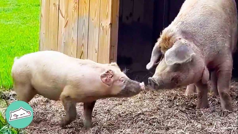 Newly Rescued Pig Wiggles Her Way Into Grumpy Old Pig’s Heart
