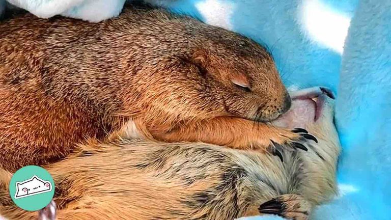 Prairie Dogs Adorably Yell ‘Yahoo’ Every Time They See Their Human Mom