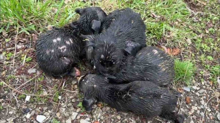 Soaked Puppies Shivering In The Rain Rescued From The Street