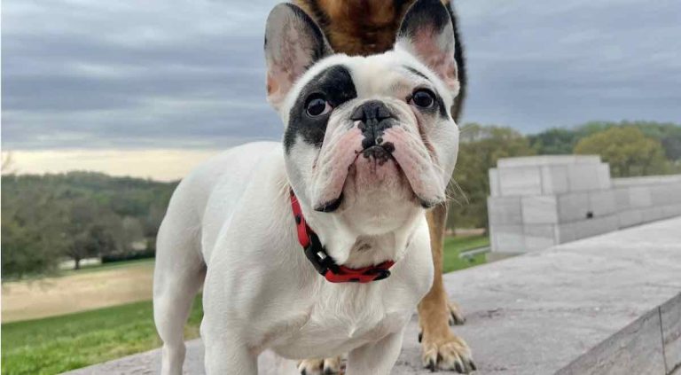 After Three Failed Homes, ‘Demon Dog’ Ralphie Finds The Perfect ‘Unicorn Adopter’