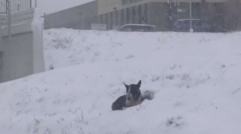 dog abandoned on snowy highway