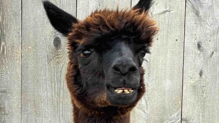 Friendless Senior Alpaca Meets the Cow of His Dreams