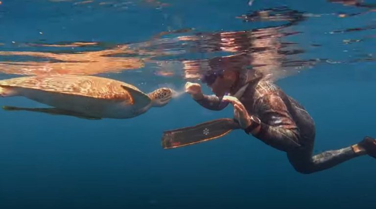 Diver Shares Jellyfish With Sea Turtle And Becomes Her Friend