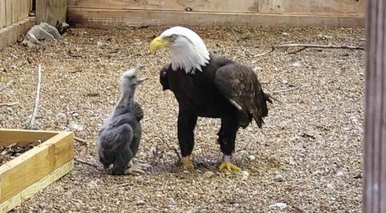 Male Bald Eagle That Tries To Hatch A Rock Is Given An Eaglet To Raise