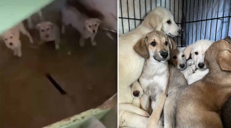 Rescuers Find Litter of 11 Puppies All Alone in Basement