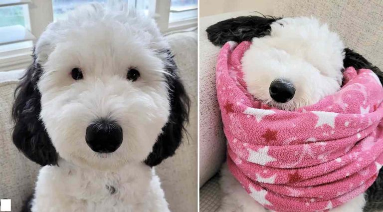 Bayley the sheepadoodle