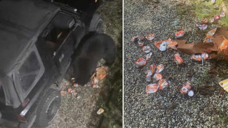 Bear steals soda pop.