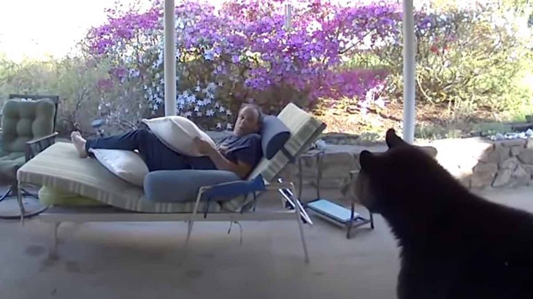 bear surprises man