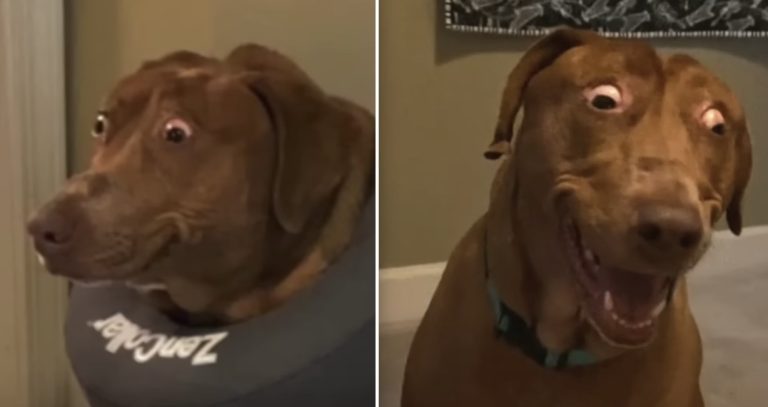 belle the dog