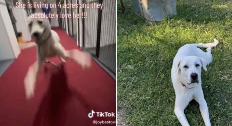 betty the dog adopted