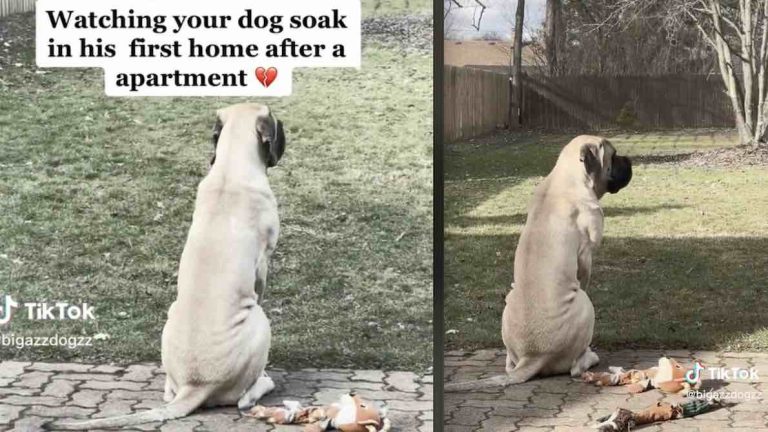 dog soaks in his new backyard