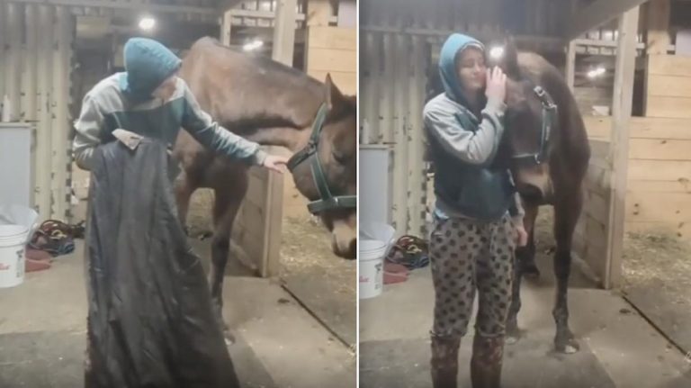 Horse With Blanket Trauma So Thankful When His Owner Listens To Him