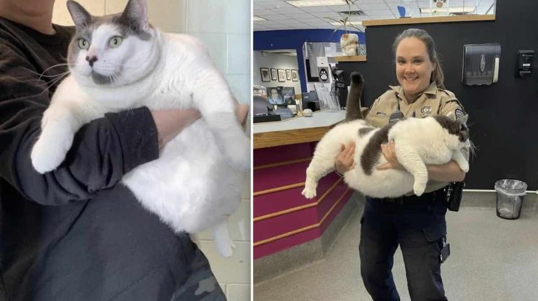 ‘Chonky’ Cat Who Is Off-The-Charts Large Finds A Home Within A Day