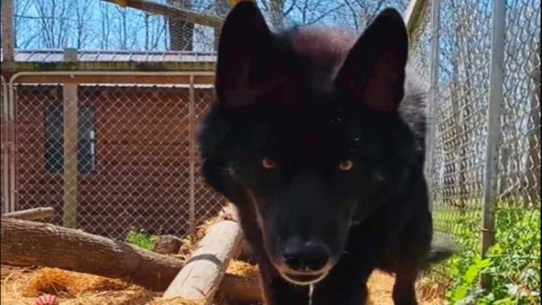 dakota wolf dog