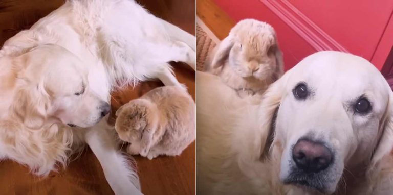 dog and bunny friends Bear and Mighty Smol