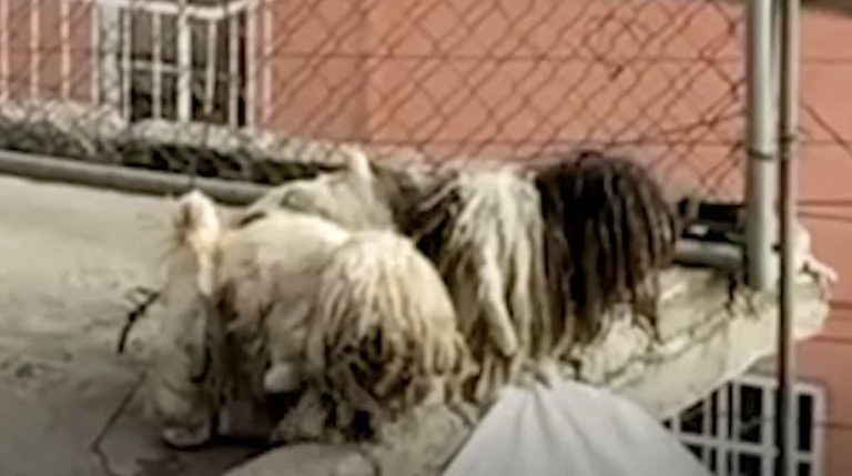 dogs chained on rooftop for 2 years