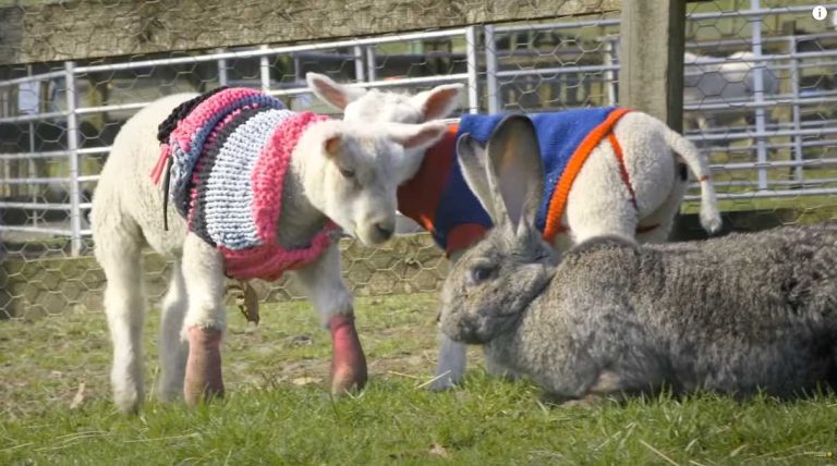 giant rabbit with lambs