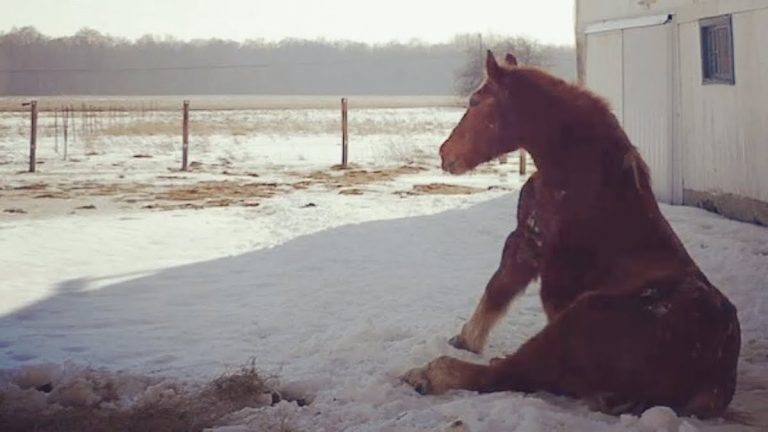 Horse All Alone For 17 Years Makes a Friend in Her Final Year