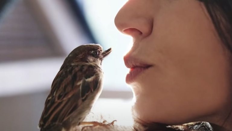 Happy the sparrow becomes beloved pet