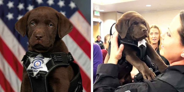 K9 Puppy Wants A Nap During His Swearing-In Ceremony